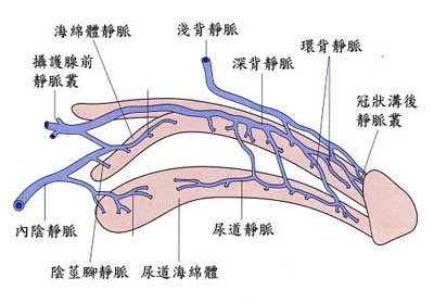 陰莖靜脈截除手術