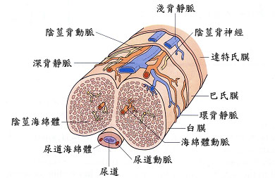陰莖靜脈截除手術