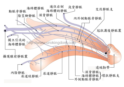 陰莖靜脈截除手術