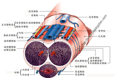 陰莖靜脈截除手術