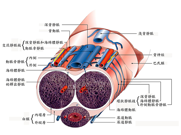 陰莖的組織結構